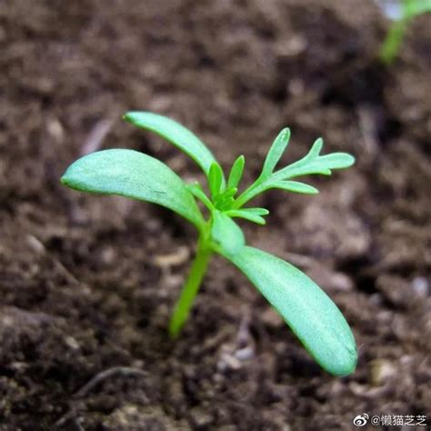 花園種花|種子的力量！開滿花植株，就從小小種子培育起 